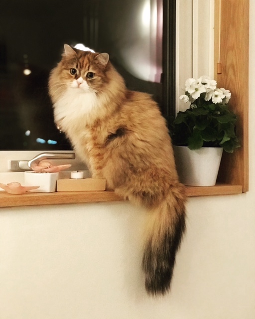 Sibirisk katt Lyra