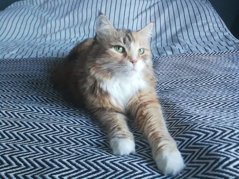 Sibirisk katt Dani