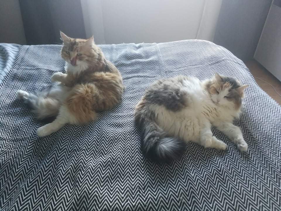 Sibirisk katter Dani o Colbie