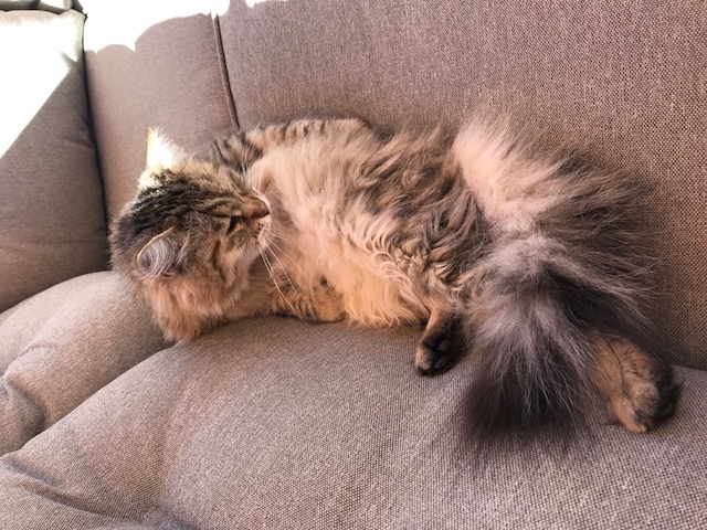 sibirisk katt Gabbie