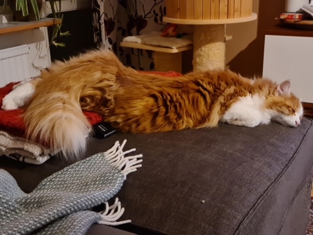 Sibirisk katt Xanthus