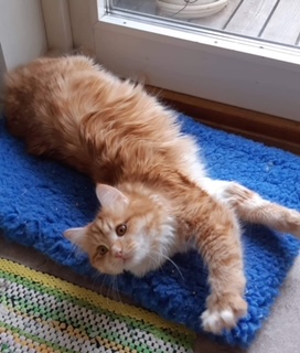 Sibirisk katt Algol