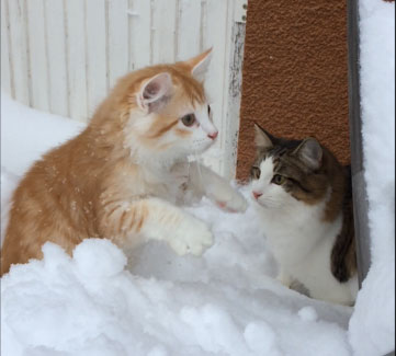 sibirisk katt Hubble Ivan