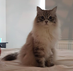 sibirisk katt Viking