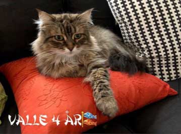 sibirisk katt Vincente