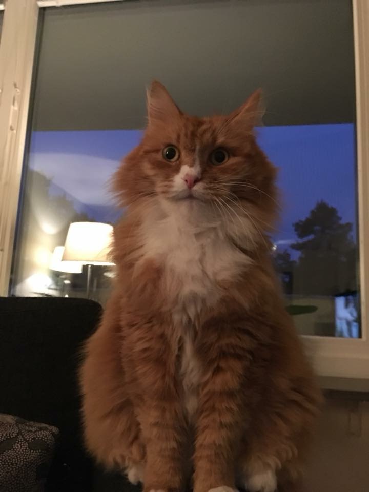 sibirisk katt Kepheus