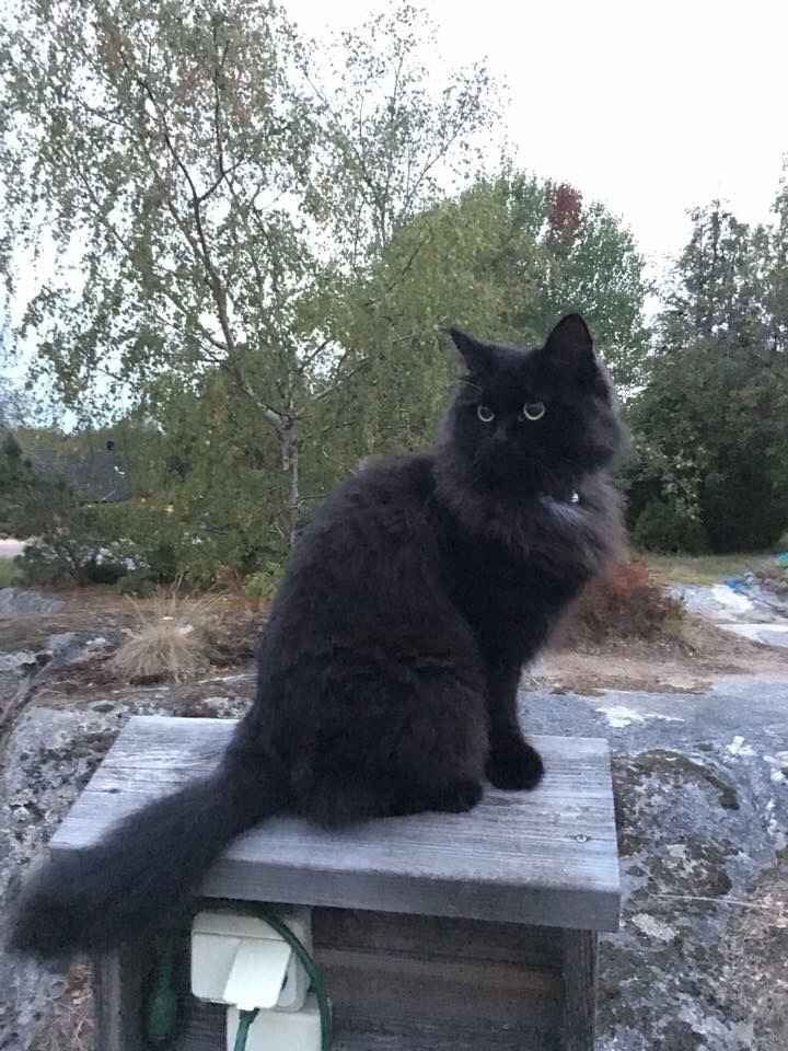 sibirisk kattt Wise