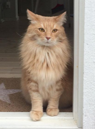 sibirisk katt Remus