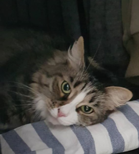 sibirisk katt Tellus 2018