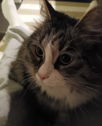 Sibirisk katt Tellus