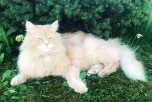 Sibirisk katt Barry