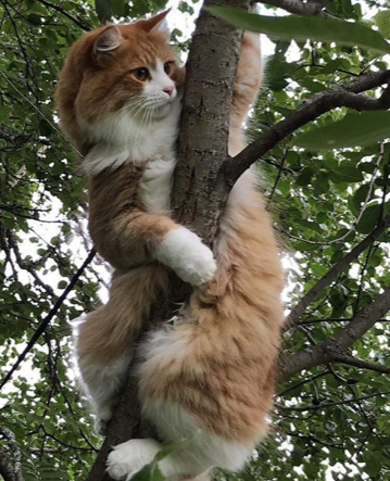 sibirisk katt Gomes