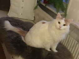 sibirisk katt Hermes