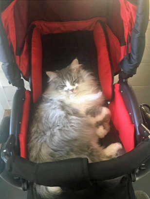 sibirisk katt Deimos