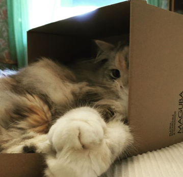 sibirisk katt Xui