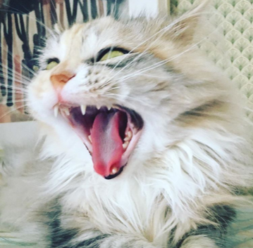 sibirisk katt Xui