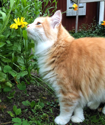 Sibirisk katt Ivan