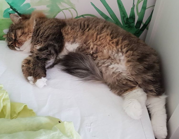sibirisk katt Vera