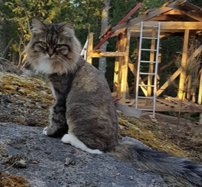 sibirisk katt Vera