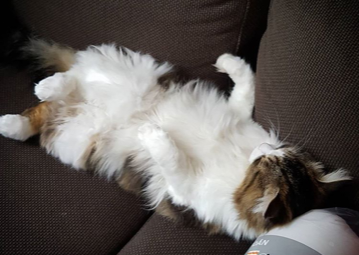 sibirisk katt Fink
