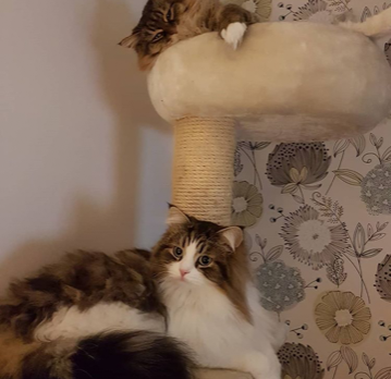 sibirisk katt Vera Fink