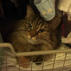 sibirisk katt Galaxy