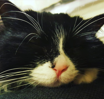 Sibirisk katt Olea