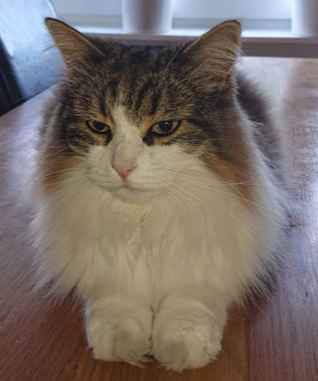 sibirisk katt Valentine