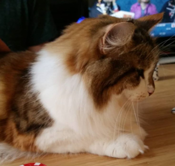 sibirisk katt Himalia