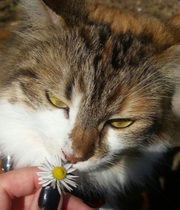 sibirisk katt Himalia