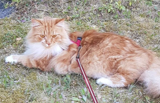 sibirisk katt Zeus