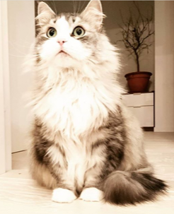 sibirisk katt Luna