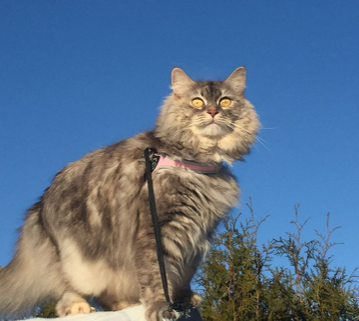 sibirisk katt Selene
