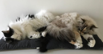 sibirisk katt ZeroFrigga