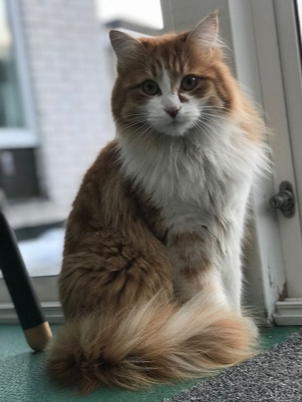sibirisk katt Jessie