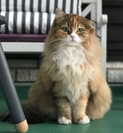 sibirisk katt Lyra