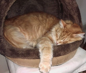sibirisk katt Irwin