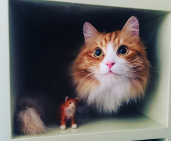 sibirisk katt Kale