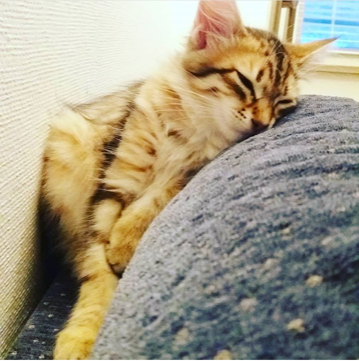 sibirisk katt Rocco