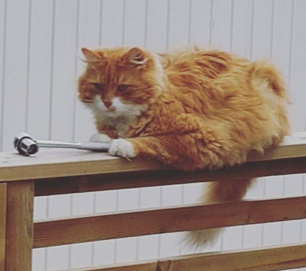 sibirisk katt Sirius