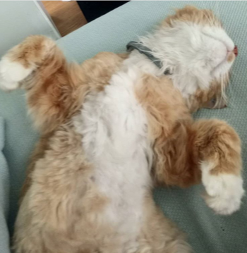 sibirisk katt Sirius