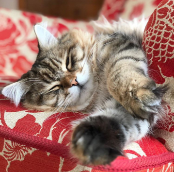 sibirisk katt Lulin