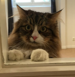 sibirisk katt James