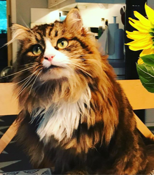 sibireisk katt James