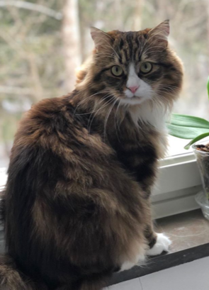 sibirisk katt James