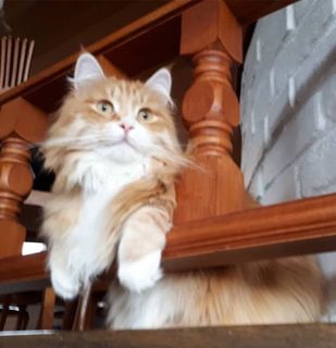 sibirisk katt Ulysses