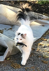 sibirisk katt Chara