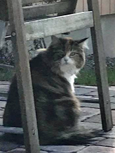 Sibirisk katt Flora