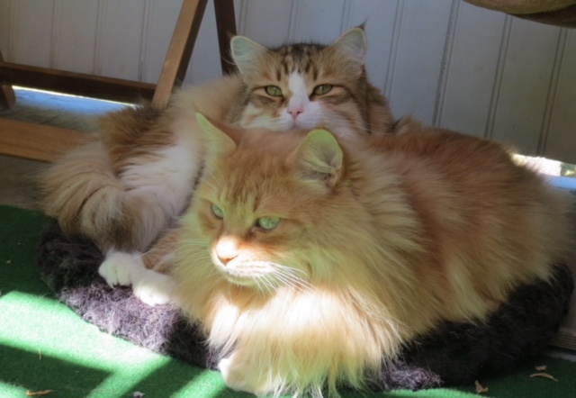 Sibirisk katt Hercules Galileo