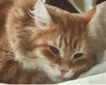 Sibirisk katt Irwin